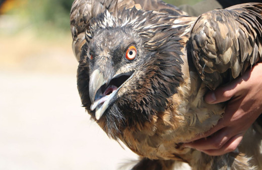 Benzerine rastlamak çok zor Hakkari'nin Cilo Dağı'nda yaralı halde bulundu