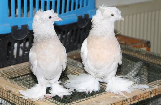 Güvercin fiyatlarını duyanların ağzı açık kalıyor Amasya'da araba fiyatına satılıyor