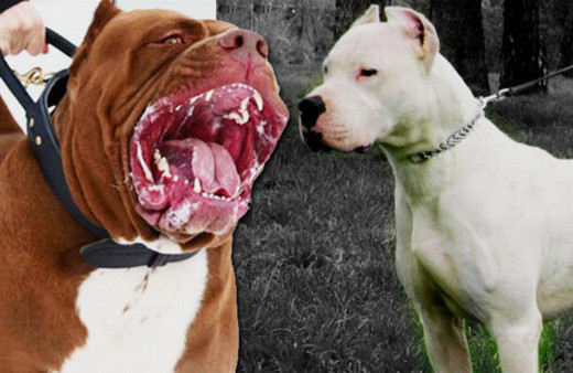 Sivas'ta bu köpekleri besleyenlere 7 bin 802 lira ceza