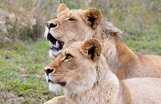 Kamerun'da parktan kaçan iki aslan korku salmayı sürdürüyor