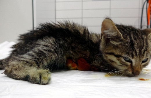 Kocaeli'nde bacağı parçalanmış halde bulunan yavru kedi kurtarılamadı!