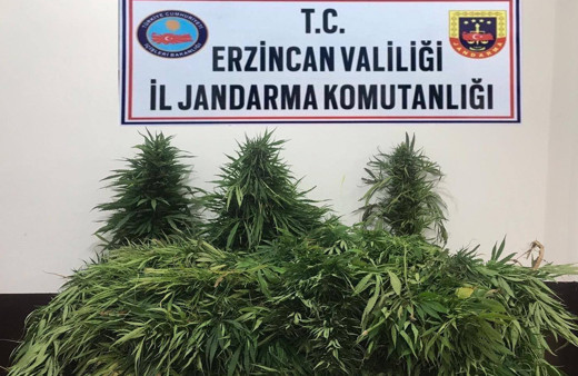 Erzincan’da 82 adet kök kenevir bitkisi ele geçirildi