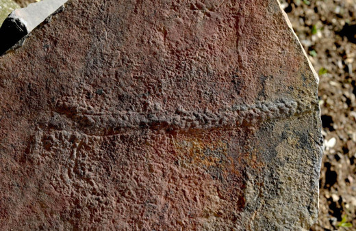 Tarihte en eski hayvan izleri keşfedildi tam 550 milyon yıllık