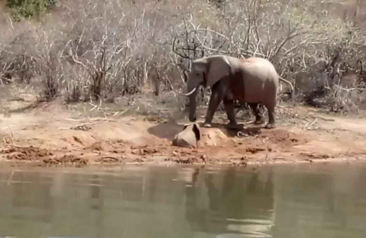Çamura saplanan yavru fil 2 gün sonra böyle kurtarıldı
