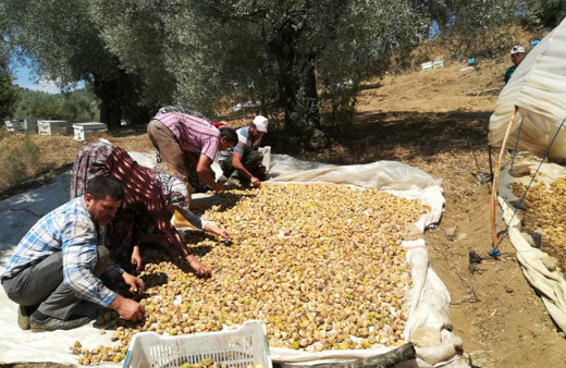 Aydın’da incir üreticisi şokta! Son yılların en kaliteli ürünü kimse yüzüne bakmıyor