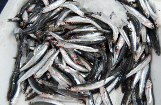 Sonunda Ordu'da hamsi yüzünü gösterdi