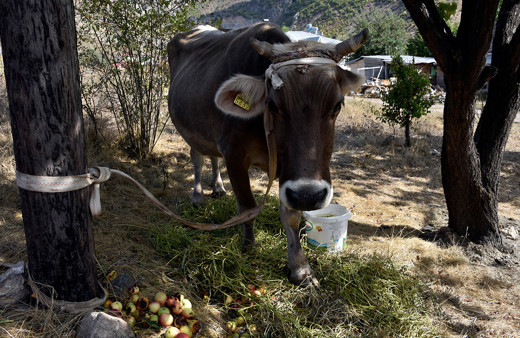 Bayburt’tan kaçan firari inek Gümüşhane’de bulundu