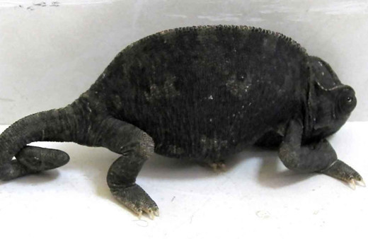 Çeşme'de bulunan iki bukalemun doğaya bırakılacak