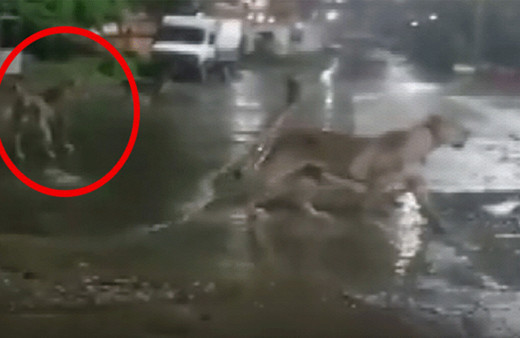 Hindistan’da barınaklarını su basan aslanlar sokağa indi