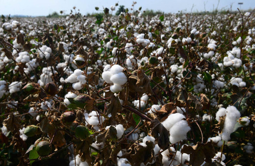 Pamuk diyarı Çukurova'da hasat başladı