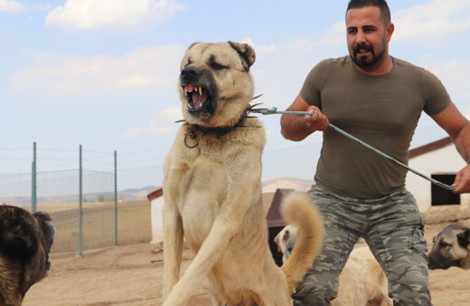 Sivas kangallarına yeni görev! Tüm Türk sınırlarını koruyacaklar