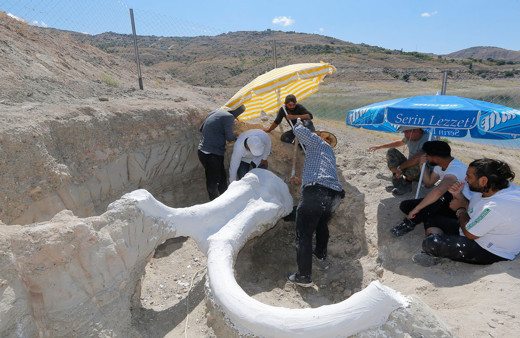 Kayseri'de 7,5 milyon yıllık fillerin atasına ait fosil alçı ceket yöntemiyle taşındı