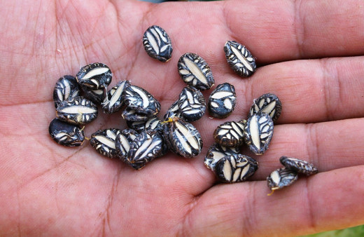 Bu karpuzlar bildiğiniz gibi değil içi sapsarı tohumları ise Osmanlı'dan kalma