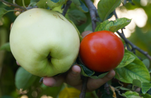 Eskişehir'de gizemli meyve! Adı ya da ne olduğu belli değil ama tadı güzel