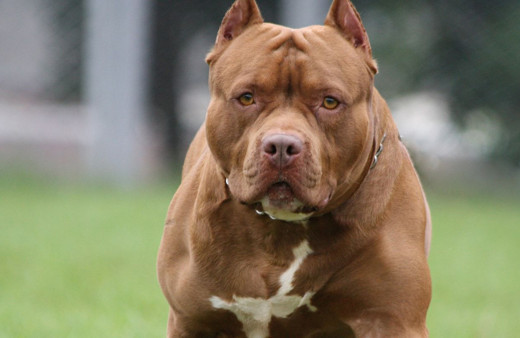 Van'da pitbull besleyen kişiye 23 bin 406 lira ceza uygulandı