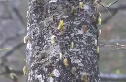 Ormanı istila eden tırtıllar, ağaçlarda adeta yaprak bırakmadı