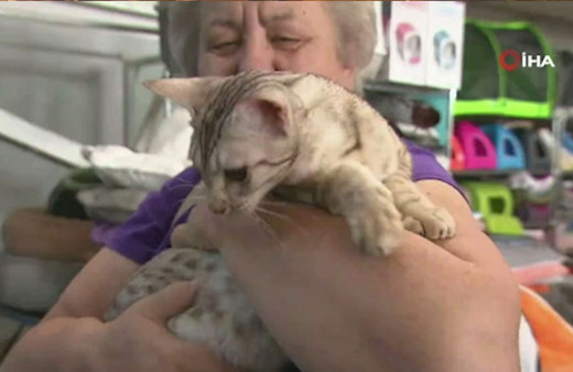 Kediler Polonya’da yarıştı