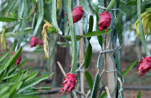 Çiftçinin yüzü güldü! Tanesi 15 liradan kapış kapış satılıyor