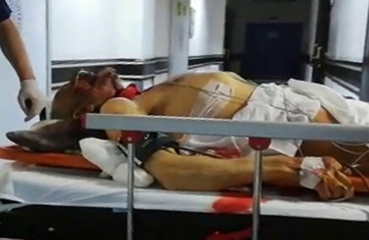 Erzurum'da ayı sabah kahvaltısında dehşet saçtı! Ölü ve yaralılar var