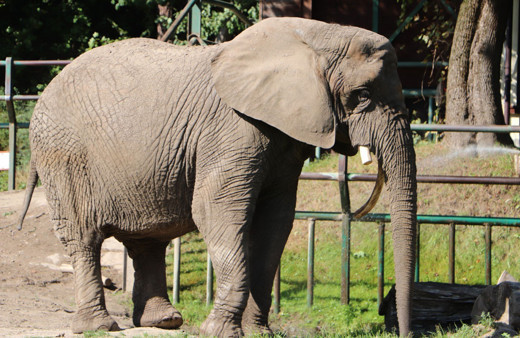 Veteriner testereyle filin dişini keserken o bir kova elma yedi