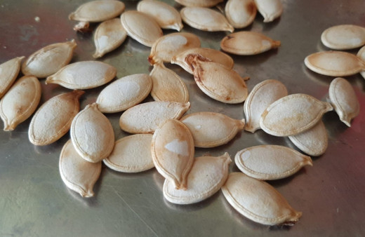 Tam 47 kilogram! Çekirdeğinin tanesi 5 liradan kilogramı ise 5 bin liradan satılıyor