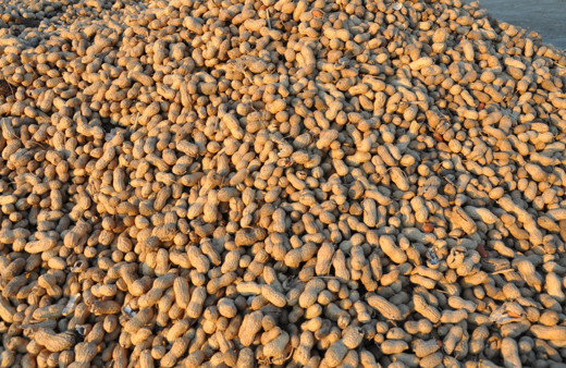 Yer fıstığı üreticisi destek bekliyor