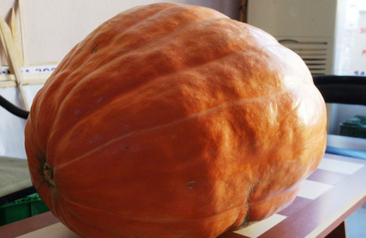 Dev bal kabağı Sarıgöl'de yetişiyor! Tam 60 kilogram geliyor