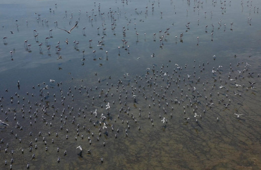 Aydın'ın Serçin Mahallesi'ne akın ettiler! Adeta kuş cennetine döndü