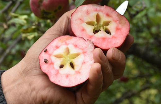 Daha önce böyle elma görmediniz Türkiye'nin sadece bir ilçesinde yetişiyor