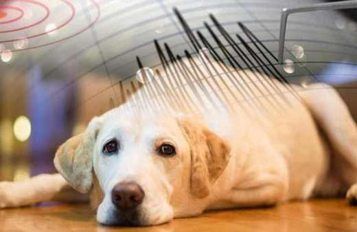 İstanbul'da korkutan deprem artçılar devam ediyor! Hayvanlar depremi önceden hissedebilir mi?