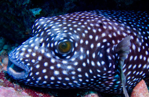 Balon balığı zehirlenmesi öldürücü! Balon balığı yenir mi?