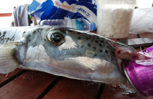 Bir kızın parmağını koparmıştı! Türkiye'ye akın eden balon balığı teneke yiyor