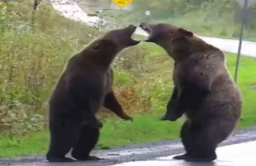 Ayıların yol ortasında kavgası böyle görüntülendi