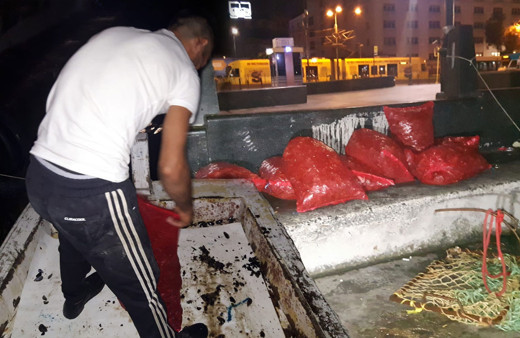 İstanbul'da göz göre göre zehir saçılıyor toplanması yasak ama kimse dinlemiyor