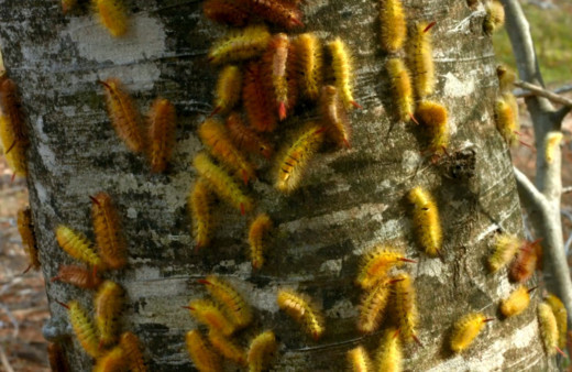 Bursa'da ormanları saran tırtıllar İnegöl ekonomisini tehdit ediyor