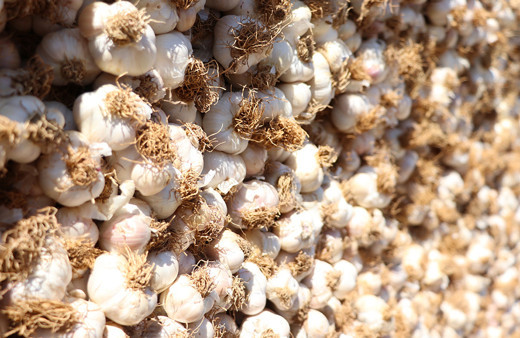 Dolu sadece sarımsağı değil cepleri de vurdu! Kilosu 70 lira