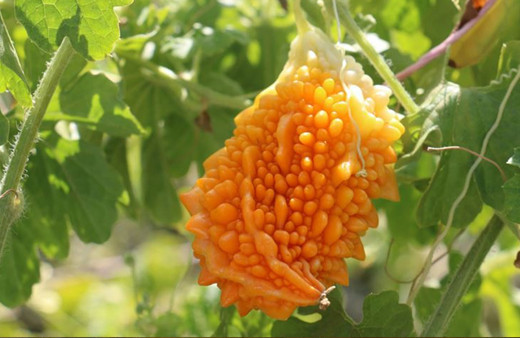 İlaç niyetine kullanılıyor! Hastalara ücretsiz dağıtıyor