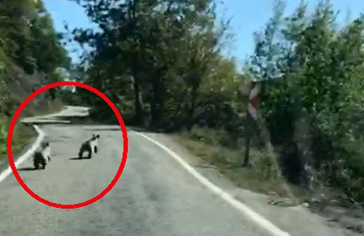 Sinop'ta yavru ayılar güpegündüz böyle görüntülendiler