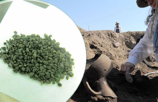 Norik Höyük'te atalarımız işte bundan yemiş! 3 bin yaşında