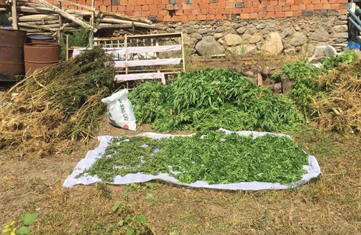 Diyarbakır'da dev uyuşturucu operasyonu! Milyonlarca kök kenevir ve 1,5 ton esrar ele geçirildi