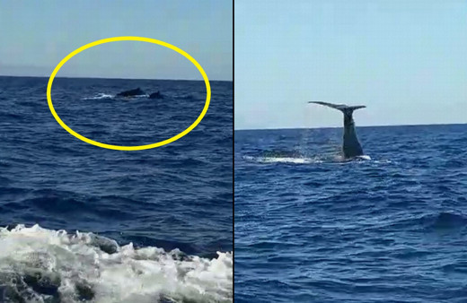 İzmir Çeşme açıklarında görülen balina ve yavrusu şaşırttı