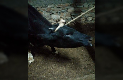 Denizli Bekilli'de kuduz karantinası