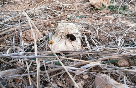 Bilecik'te doğa yürüyüşü yaparken fark edildi görenler şaşkınlığını gizleyemedi