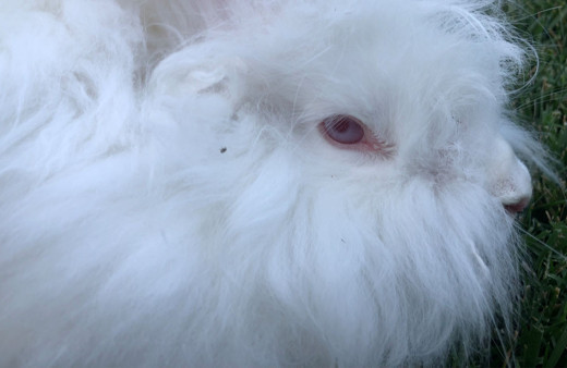 Görenler gözlerine inanamıyor tüyü astronot kıyafetlerinde kullanılıyor