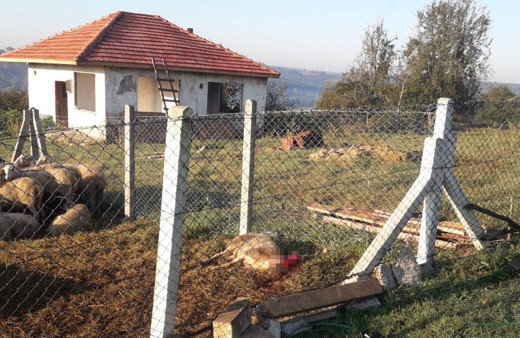 Kandıra'da aç kalan köpekler koyunları telef etti