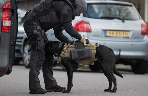Hollanda'da ayakkabıları ve köpeği ile camiye baskın yapan polise tepki