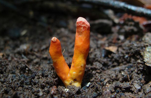 Avustralya'da dünyanın en ölümcül mantarlarından biri tespit edildi