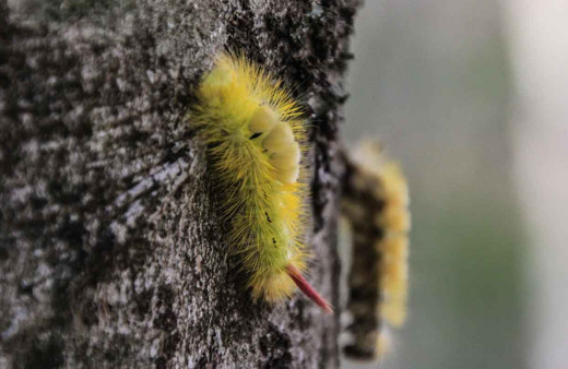 Kayın ormanını tırtıl istilasından "bacillus" kurtaracak