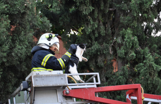 Köpekten kaçtığı ağaçta 2 gün mahsur kalan kediyi itfaiye kurtardı