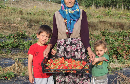 Devlet desteğiyle 60 yaşında çilek üretimine başladı